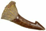 Fossil Sawfish (Onchopristis) Rostral Barb - Morocco #351666-1